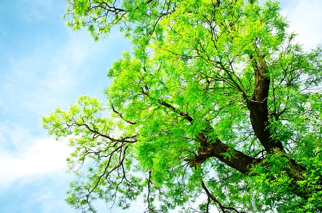 Luxury Scottish gift hamper overflowing with artisan products including shortbread, honey, preserves, oatcakes and whisky miniature, wrapped with tartan ribbon on a natural oak table with warm lighting
